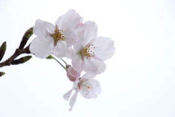Fototapeta na wymiar 太陽の広場の桜