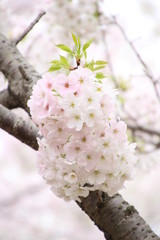 太陽の広場の桜