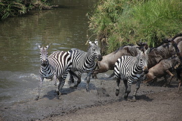 zebra in africa