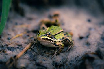 Euopäischer Laubfrosch