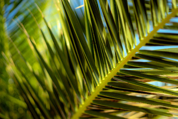 palm tree leaf