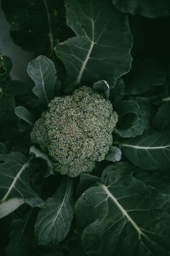 Close up of broccoli
