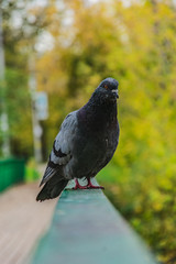 pigeon in the park