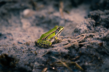 Euopäischer Laubfrosch