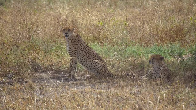 African Cheetah aka Gepard Couple Resting in Shade of Tree in Tanzania Nationa Park. Exotic Animal in Natural Habitat