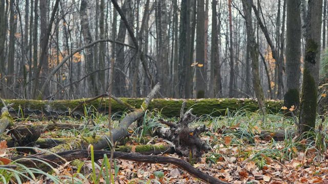 A Autumn Forest Floor Panning Slider