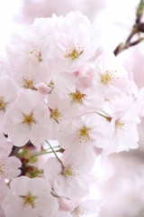 太陽の広場の桜