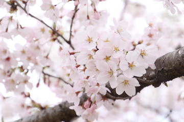 Obraz premium 太陽の広場の桜