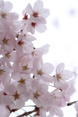 太陽の広場の桜