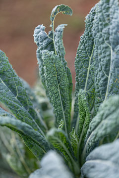 kale closeup