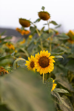 group of sunflowers in a field
