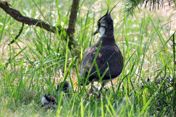 A portrait of a walking away black and white northern lapwing with a long black crest on its head...