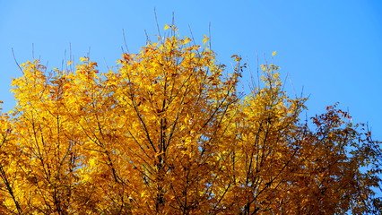  Tree branches with yellow leaves in autumn