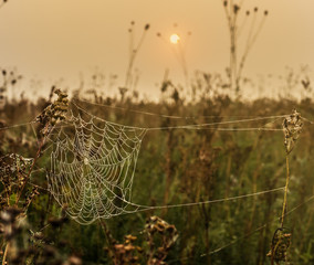 spider web in dew.Foggy morning in july