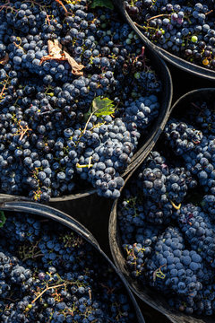Close up of blue grapes in basket