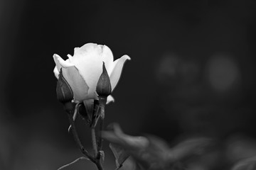 A Rose on black & white