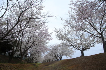 太陽の広場の桜