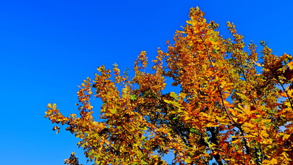  Tree branches with yellow leaves in autumn