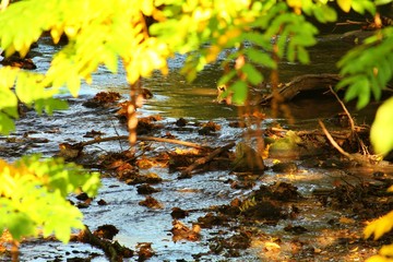 small stream run in autumnal light