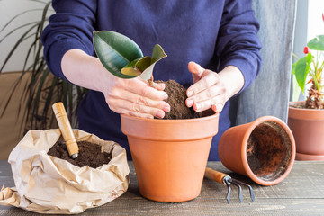 Woman replanting Ficus flower in a new brown clay pot, the houseplant transplant at home