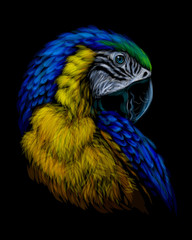 Macaw parrot. Hand-drawn, artistic portrait of a blue-and-yellow macaw parrot on a black background.