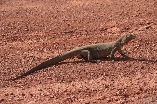 varan on the rock
