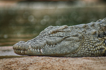 Croco