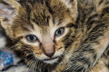 Gato