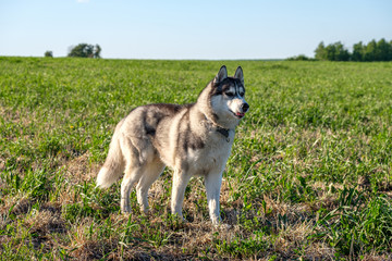 clear the sky and green field on it is worth dog husky and looks in side