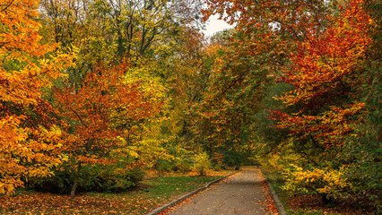 Fototapeta na wymiar Autumn in the old park. Autumn landscape. The colors of autumn.
