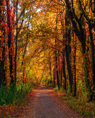 Fototapeta premium Autumn in the old park. Autumn landscape. The colors of autumn.