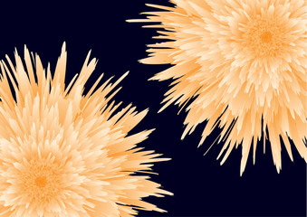 Bright beautiful bud of a peony, aster on a black background. Elegant flower close-up. Botanical vector for banner, card, invitation, textile, fabric.