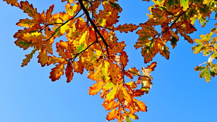  Tree branches with yellow leaves in autumn