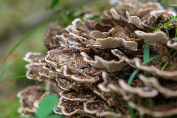 Pilze