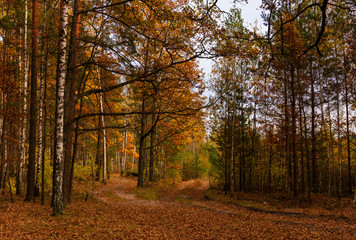 Naklejka premium Warm sunny autumn in the forest 