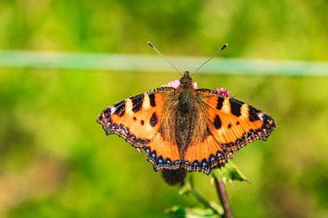 Macro of a beautiful small tortoiseshell butterfly on a flower