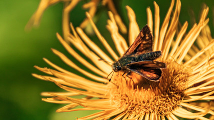 Macro of a beautiful small skipper butterfly on a flower