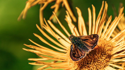 Fototapeta na wymiar Macro of a beautiful small skipper butterfly on a flower