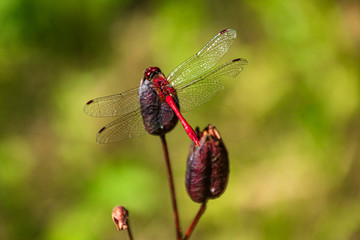 Macro of a beautiful dragonfly on a branch