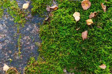Green moss growing around the granite stone with autumn leaves 
