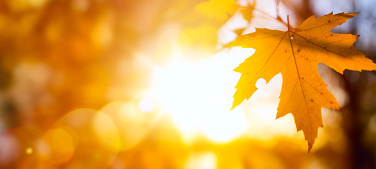 Naklejka na ściany i meble Autumn nature backdrop; Autumn leaves background, yellow maple leaf against sunny sky