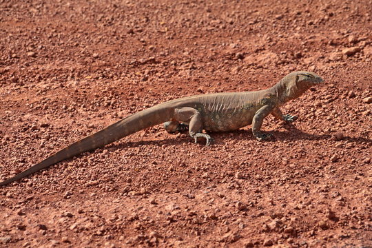 african varan on a desert