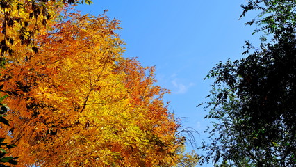  Tree branches with yellow leaves in autumn