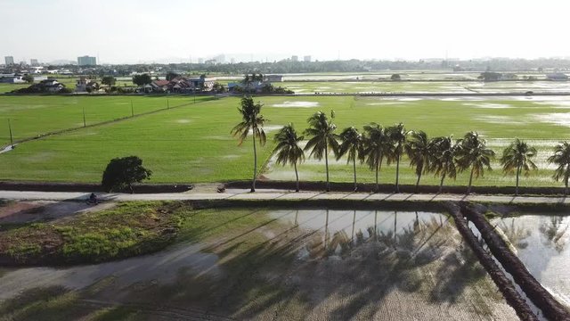 Aerial fly over row of coconut trees at the field at Tanjung Putus, Pulau Pinang.