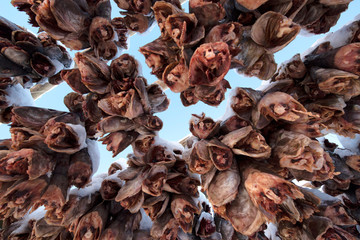 Dried fish head in the Lofoten Islands Norway is known for excellent fishing, nature attractions such as the northern lights and the midnight sun, and small villages with beautiful scenery.