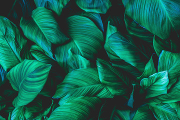 Naklejka premium leaves of Spathiphyllum cannifolium, abstract green texture, nature background, tropical leaf