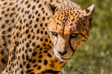 a cheetah resting in a green meadow