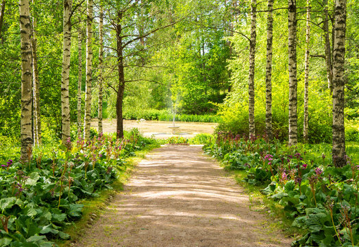 Birch tree alley and pond in Huovila park, Kärkölä (Karkola), Finland