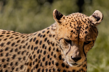 a cheetah resting in a green meadow