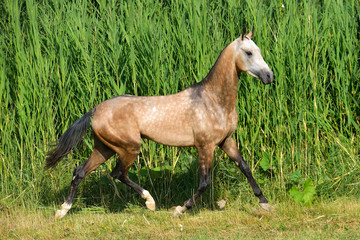 Obraz na płótnie Canvas Buckskin akhal teke breed horse runs in the field near long water grass.